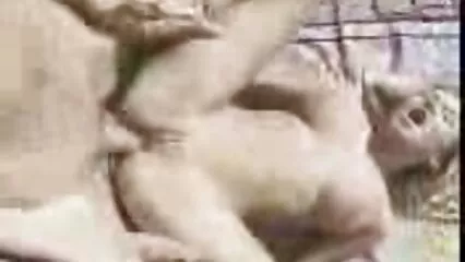 Secretaria Ejecutiva monta la xvideos de mexicanas calientes polla en la oficina
